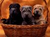 Basket Buddies